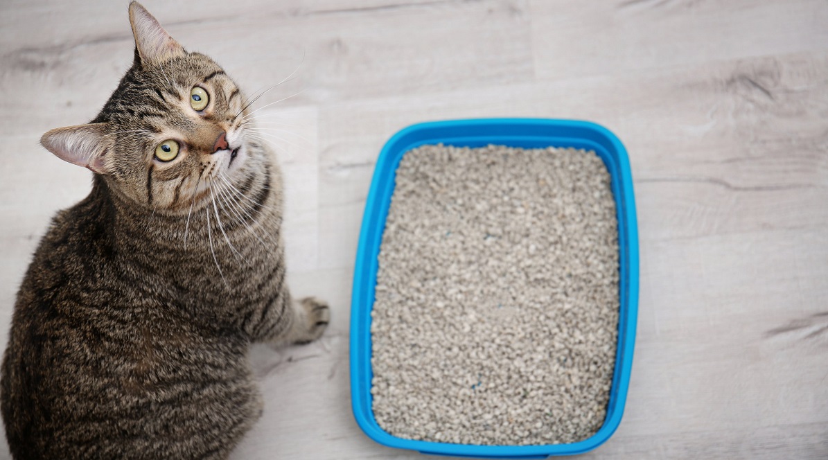 Sabes, ¿Cuál es la importancia de tener una buena arena para tu gato? - Ah!  gata