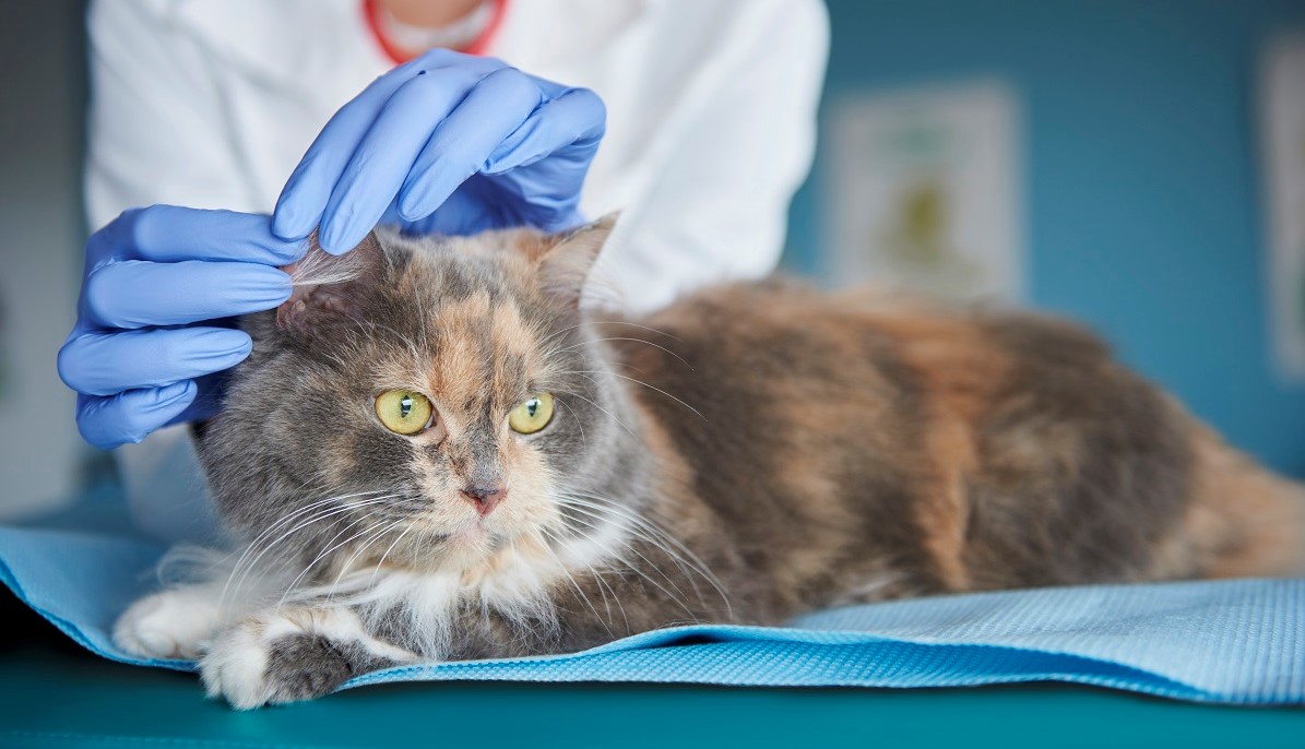 Tips gato al veterinario